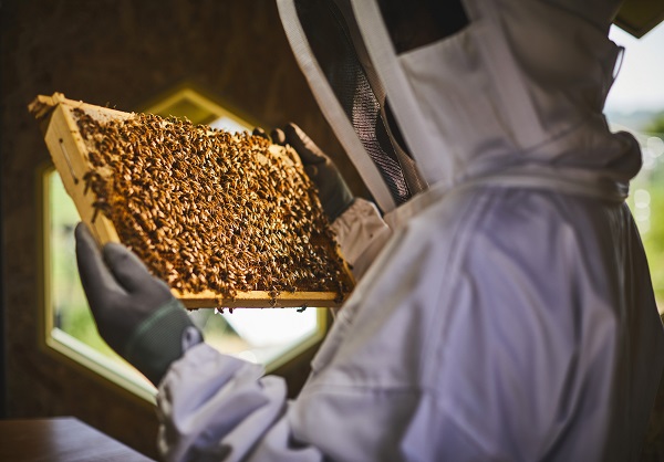 한화솔라비하이브에 꿀벌들이 입주하고 있다. [한화그룹 제공]