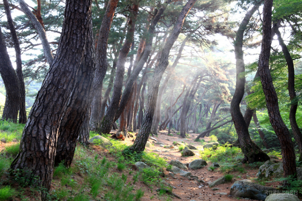 경주 삼릉숲길. [국립공원공단 제공]