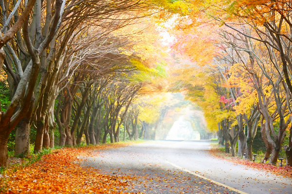 다도해해상 청산도 단풍길. [국립공원공단 제공]